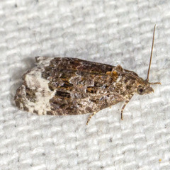 Apotomis capreana