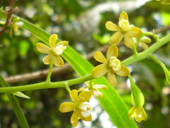 Prosthechea ochracea