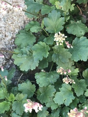 Heuchera rubescens