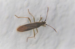 Darmistus subvittatus