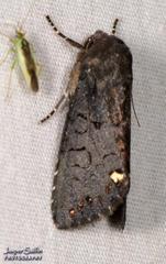 Melanchra assimilis