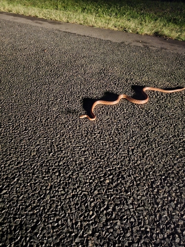 Brown Tree Snake sighting