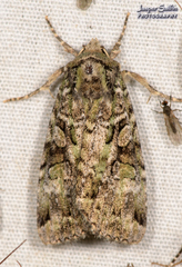 Anaplectoides prasina