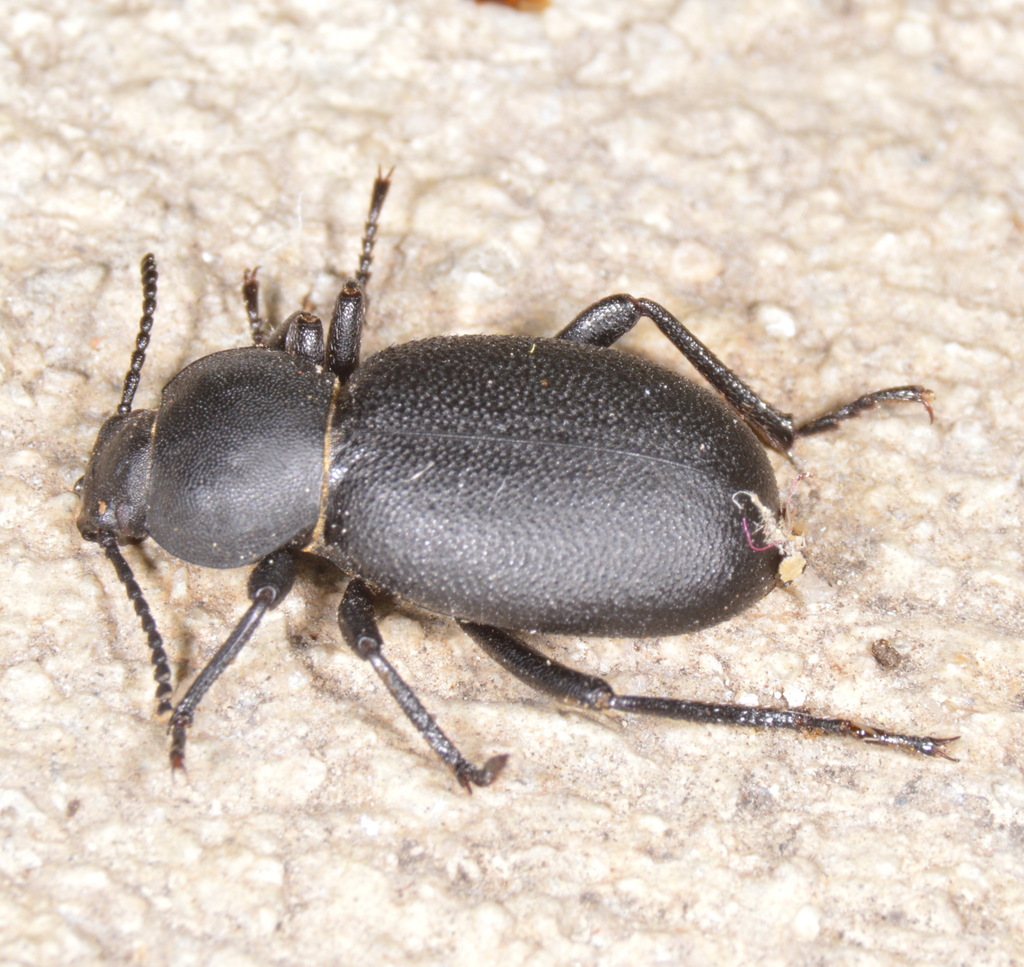 Eleodes tenebrosa