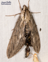 Sphinx canadensis