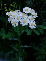Achillea impatiens