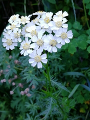 Achillea impatiens
