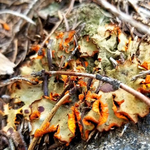 Chocolate Chip Lichen
