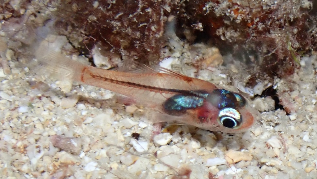 Cryptic cardinalfish (Apogon erythrinus) — Apogonidae