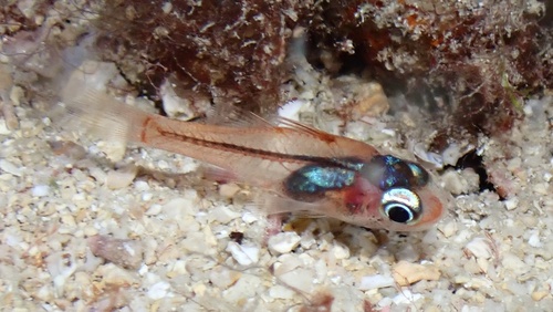 Hawaii-robijnkardinaalbaars (Apogon erythrinus) — Apogonidae