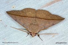 Ugia purpurea