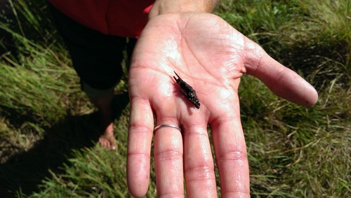 iNaturalist observation photo of Caddisflies