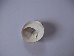 Sigapatella novaezelandiae