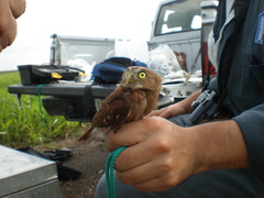 Glaucidium brasilianum