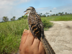 Campylorhynchus zonatus