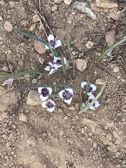 Calochortus elegans