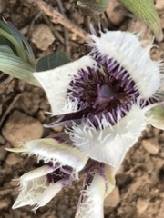 Calochortus elegans