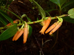 Macleania insignis