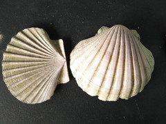 Pecten novaezelandiae
