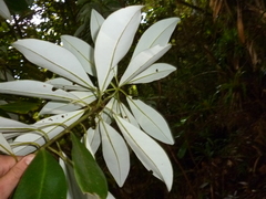 Drimys granadensis