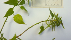 Acalypha multicaulis