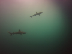 Carcharhinus galapagensis