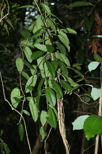 Philodendron guianense