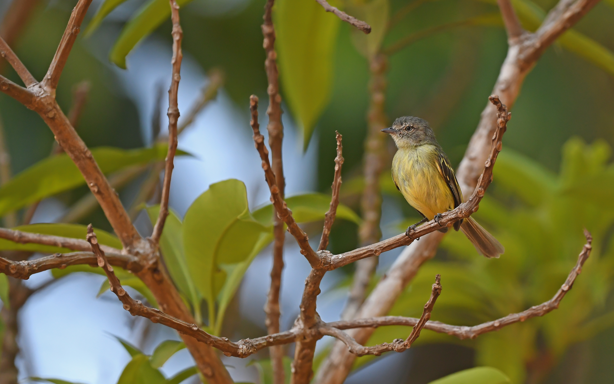 Slender-footed Tyrannulet (Zimmerius gracilipes), photo 7