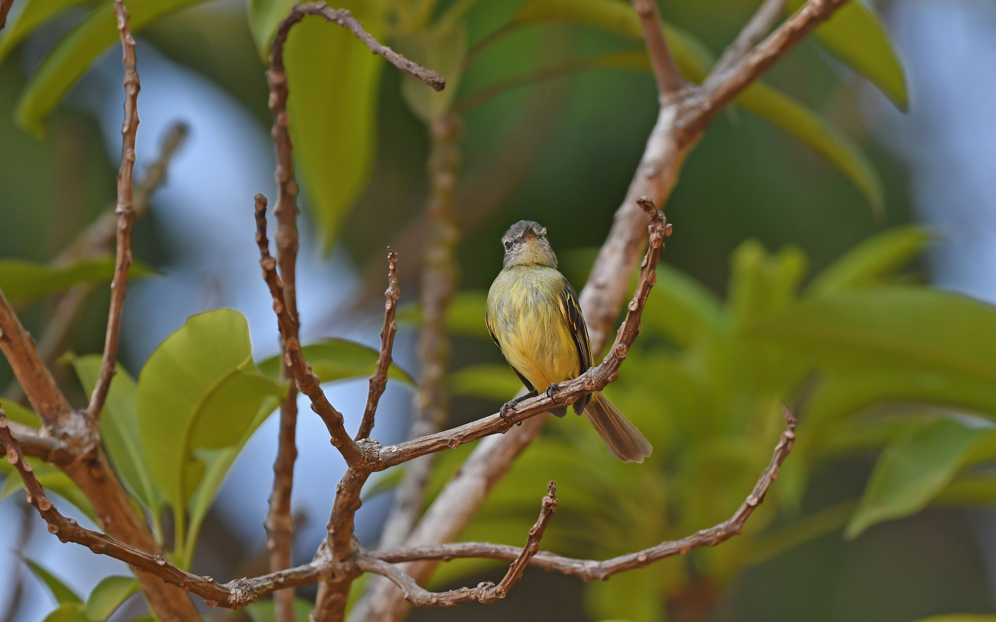 Slender-footed Tyrannulet (Zimmerius gracilipes), photo 6