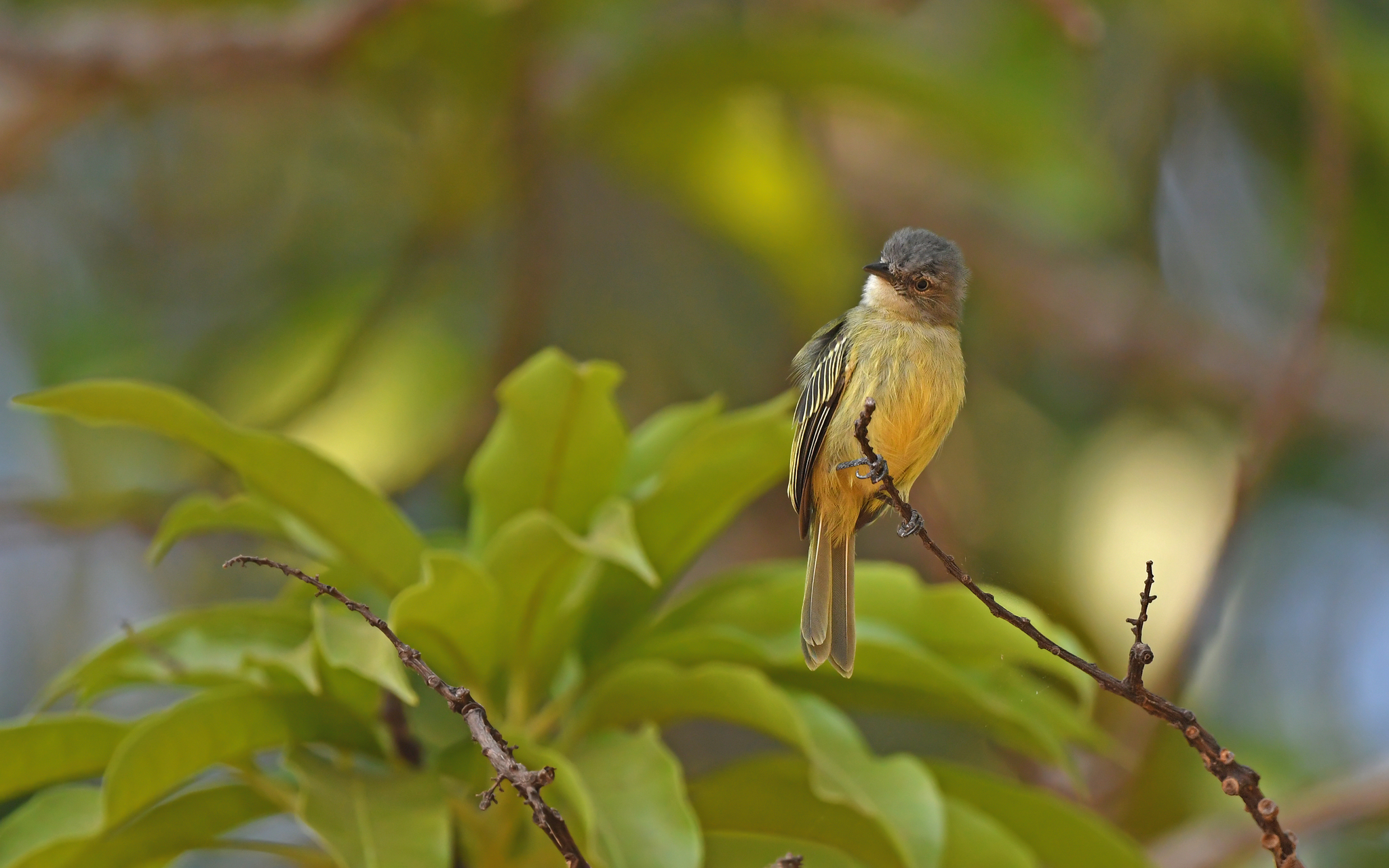 Slender-footed Tyrannulet (Zimmerius gracilipes), photo 8