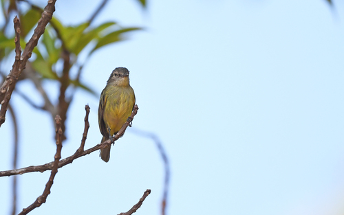 Slender-footed Tyrannulet (Zimmerius gracilipes), photo 10