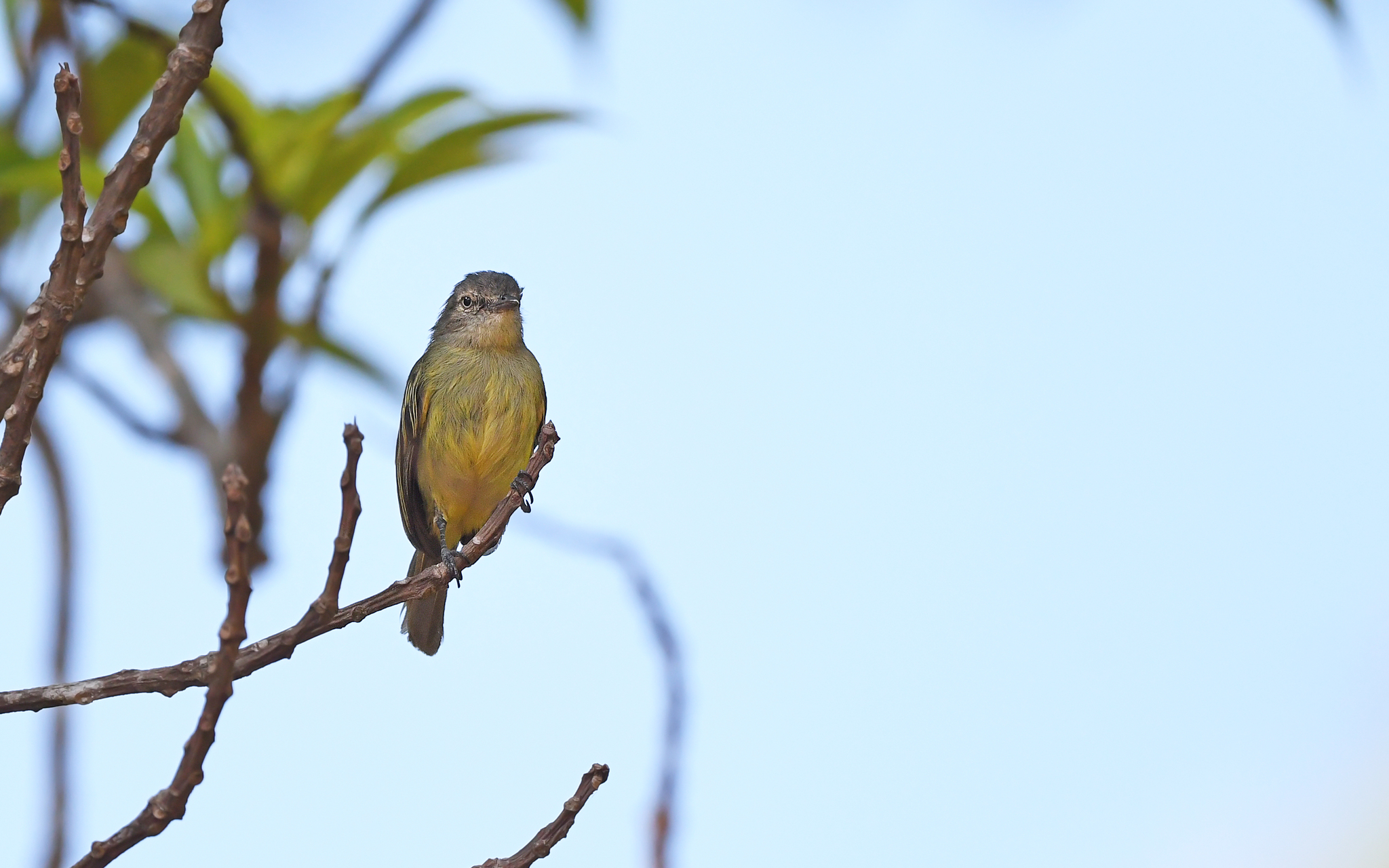 Slender-footed Tyrannulet (Zimmerius gracilipes), photo 10