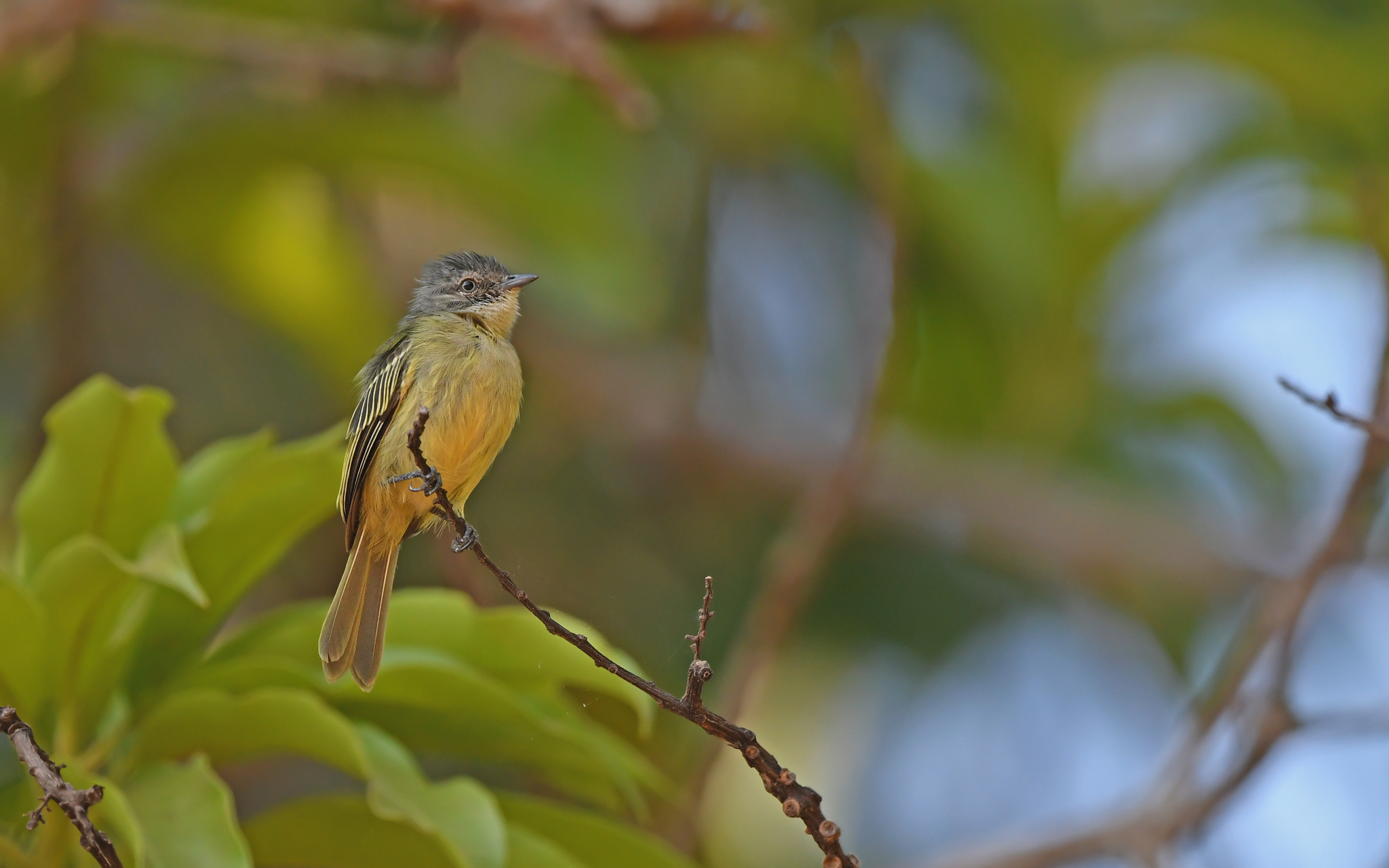 Slender-footed Tyrannulet (Zimmerius gracilipes), photo 9