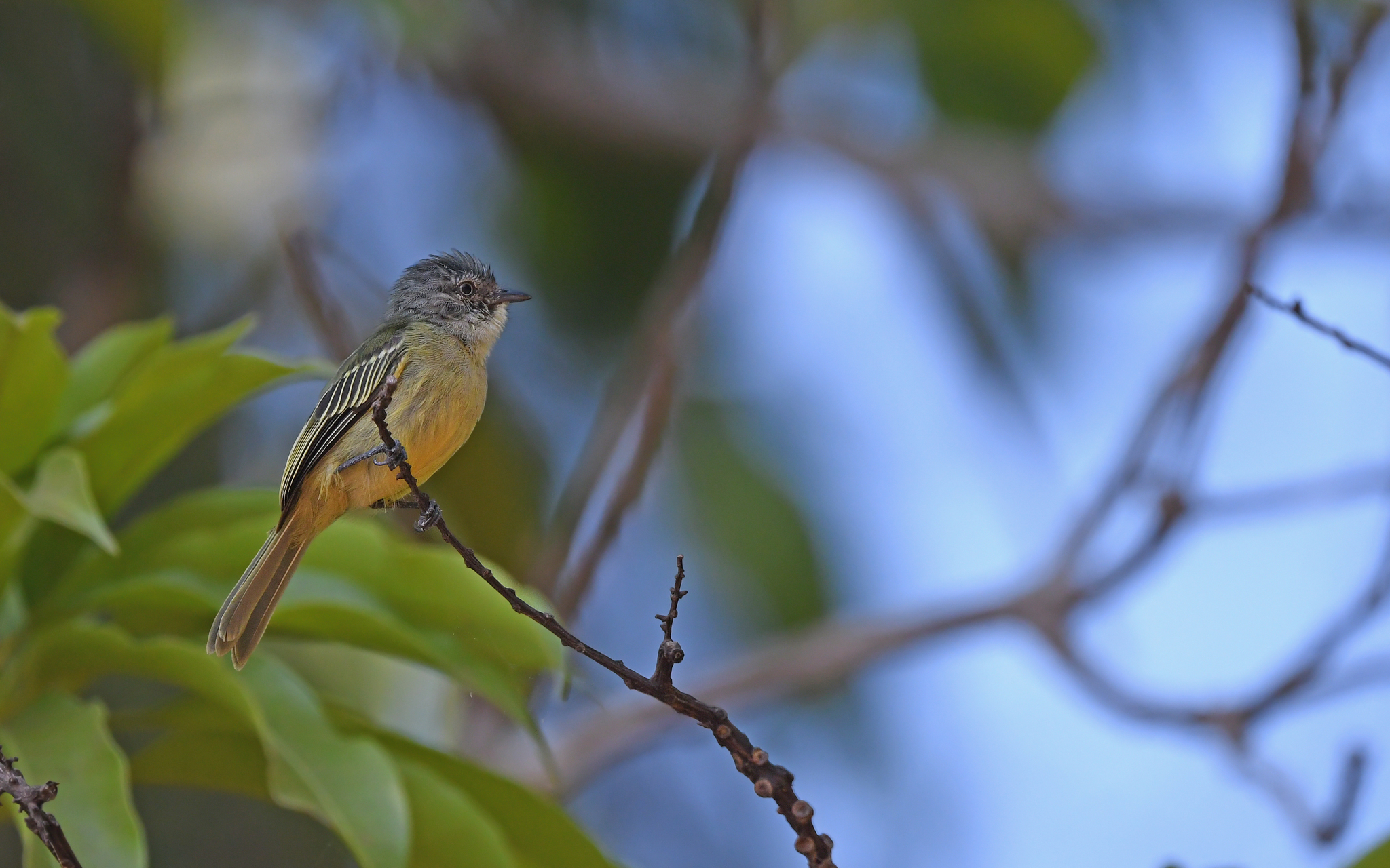 Slender-footed Tyrannulet (Zimmerius gracilipes), photo 5