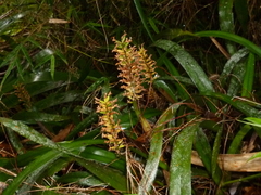 Arpophyllum