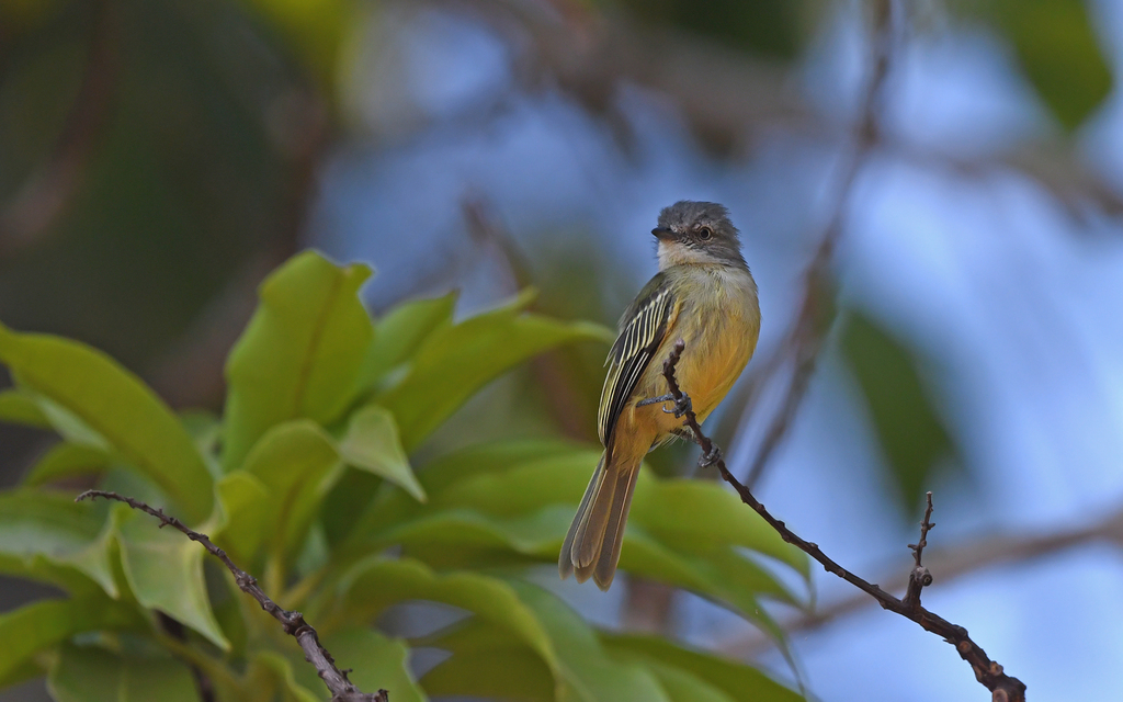 Guianan Tyrannulet (Zimmerius acer) photo