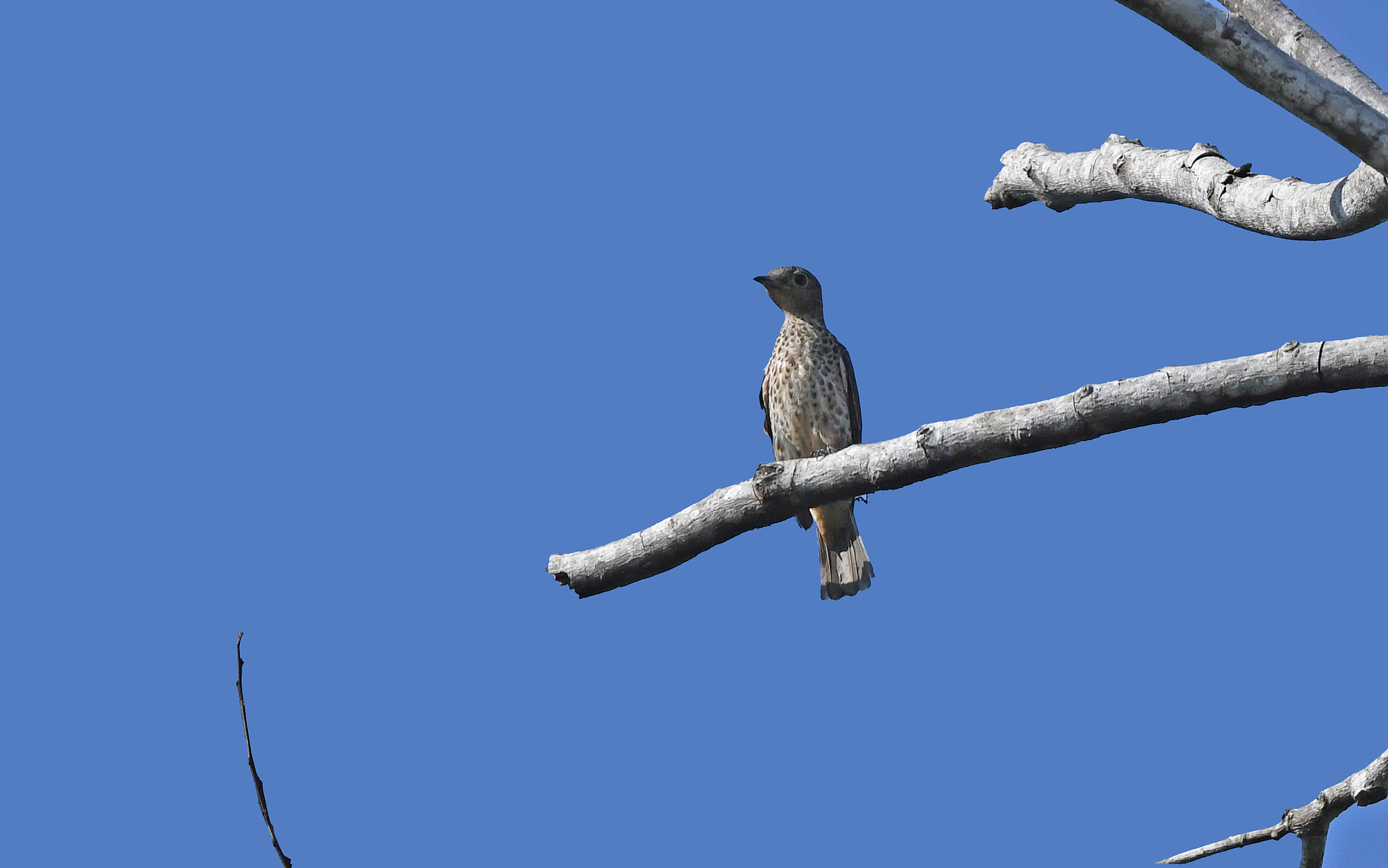 Purple-breasted Cotinga (Cotinga cotinga), photo 2