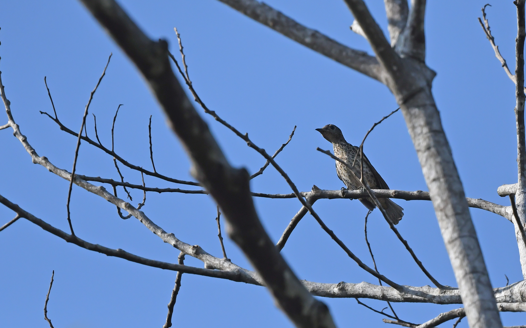 Purple-breasted Cotinga (Cotinga cotinga), photo 9