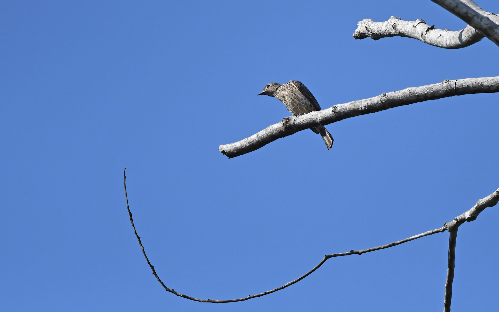 Purple-breasted Cotinga (Cotinga cotinga), photo 3