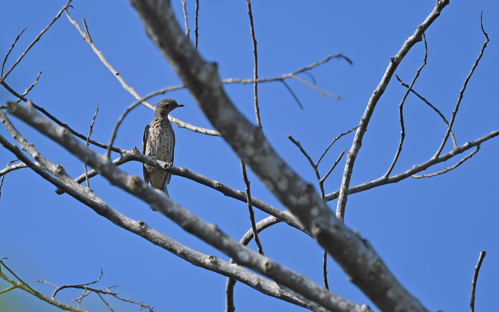 Purple-breasted Cotinga (Cotinga cotinga), photo 10
