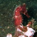 Observation photo