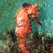 Observation photo