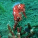 Observation photo