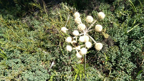 iNaturalist observation photo of Bumble Bees