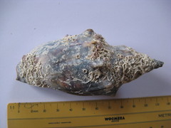 Alcithoe arabica