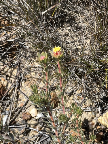 Image of Leucadendron nitidum by (c) Dave U, some rights reserved (CC BY-SA)
