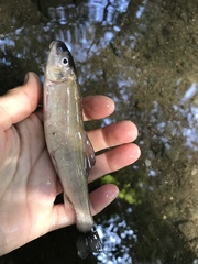 Catostomus occidentalis