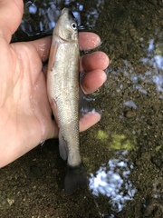 Catostomus occidentalis