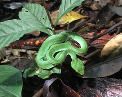 Trimeresurus sumatranus