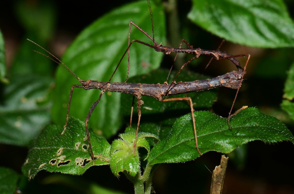 Stheneboea bivakensis